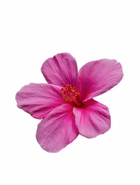 Bellissimo fiore di ibisco rosa — Foto Stock