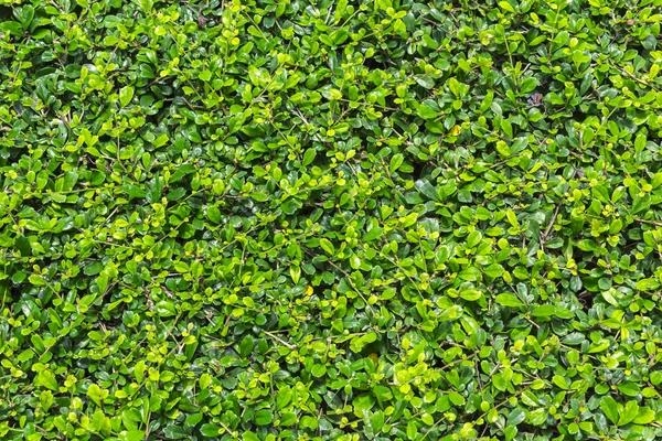 Grüner Fukien Teebaum Hintergrund — Stockfoto
