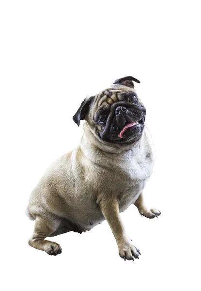 Pug in front — Stock Photo, Image