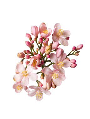 güzel pembe bouguet çiçek