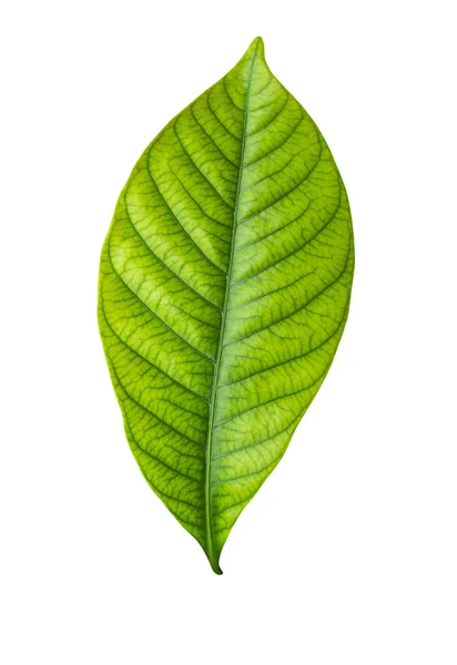 Einzelnes grünes Blatt auf weißem — Stockfoto