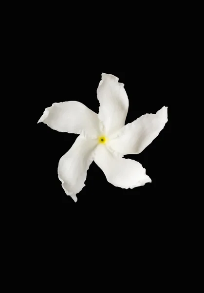 Vita blommor på svart — Stockfoto