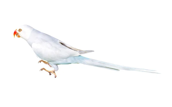 Piękny biały papuga — Zdjęcie stockowe