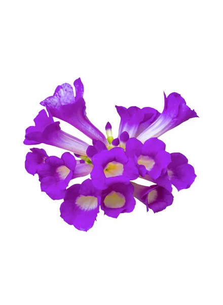 Krásná kulatá purpurové květy — Stock fotografie