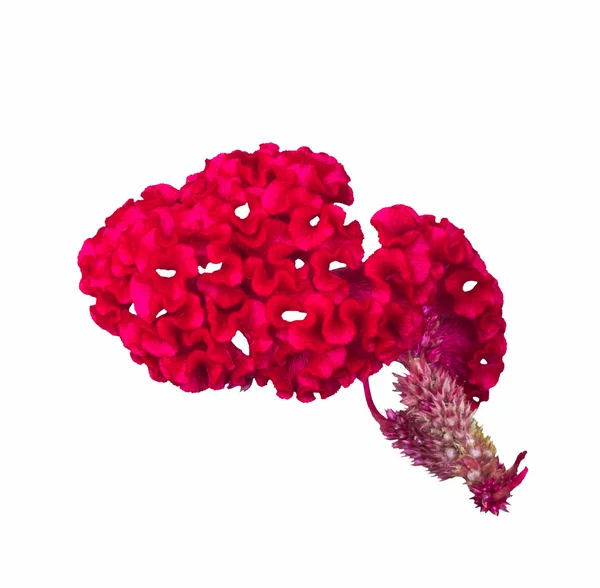 Flor vermelha de Cockscomb — Fotografia de Stock