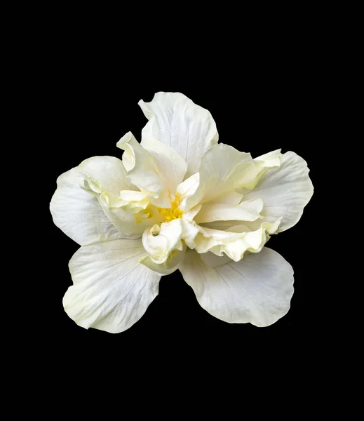 Stora vita hibiscus blomma på svart — Stockfoto