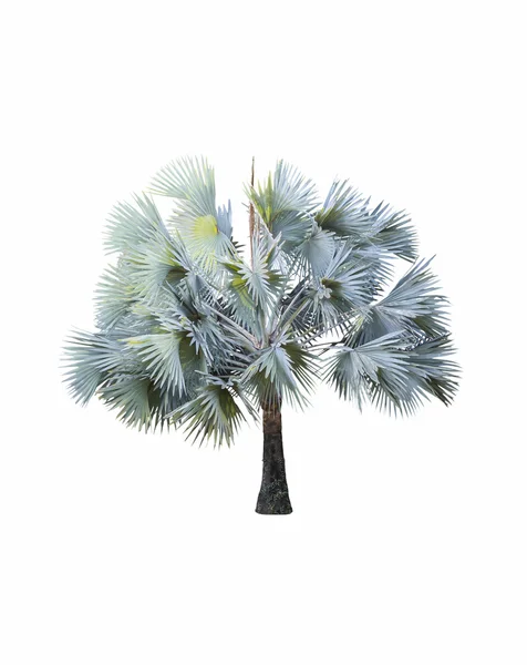 Bismarck palm tree (bismarck nobilis) på vit — Stockfoto