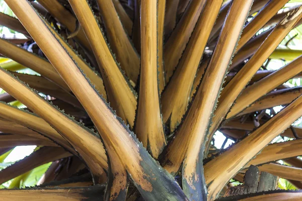 Bases de folha de palmeira Bismarck — Fotografia de Stock