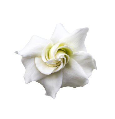 Beyaz gardenya jasminoides