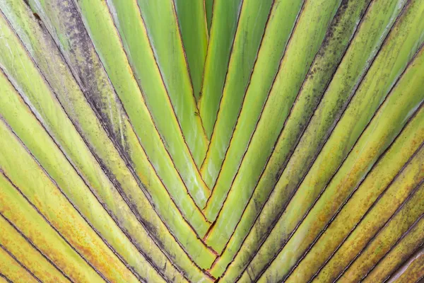 Pattern of traveller's palm tree(Ravenala Madagascariensis) — Stock Photo, Image
