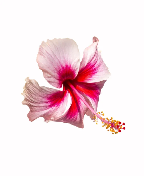 Rosa och röda hibiscus blomma på vit — Stockfoto
