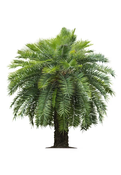 Tropical palm tree on white — Stock Photo, Image