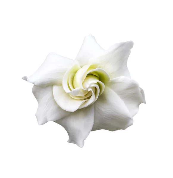 Білий gardenia jasminoides — стокове фото