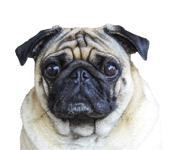 Portrait pug on white — Stock Photo, Image