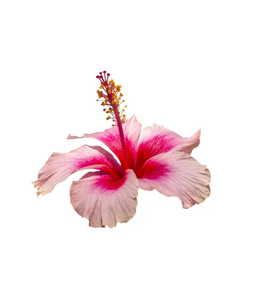 Flor rosa e vermelha bonita do hibisco — Fotografia de Stock