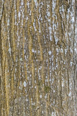 Ağaç kabuğu dokusu