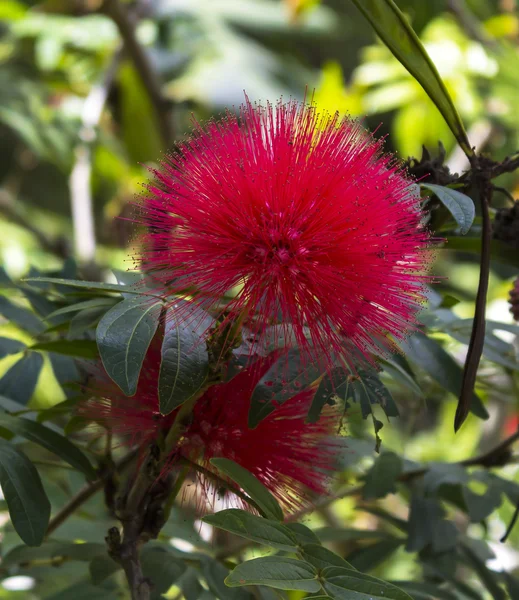 Red Haemanthus multiflorus (Tratt.) — Stock Photo, Image