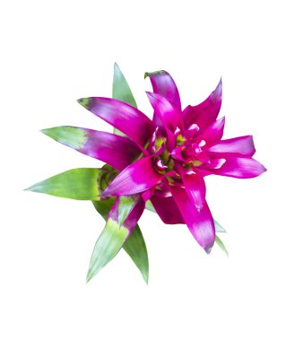 Eflatun aechmes fasciata bromeliad 