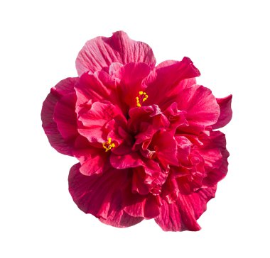 kırmızı amber çiçeği