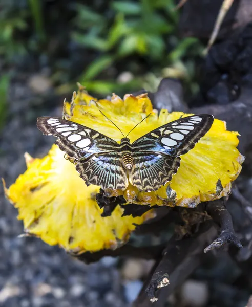 Nahaufnahme schöner Schmetterling auf gelber Ananaspflanze — Stockfoto