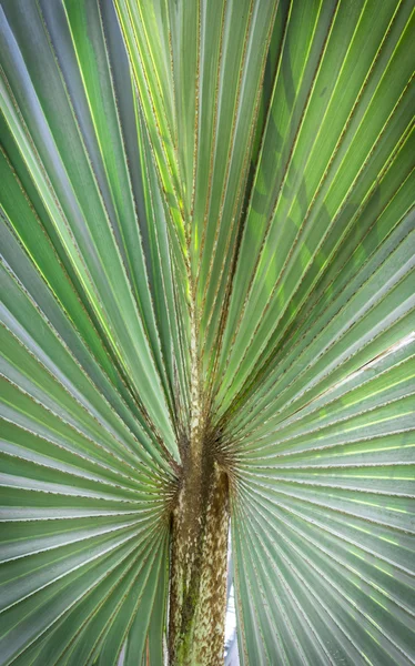 Green leaf palm tree — Stock Photo, Image
