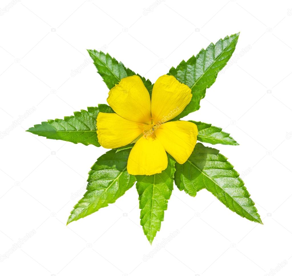 Yellow flower with green leaf