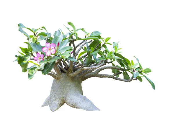 Adenium obesum tree isolated — Stock Photo, Image
