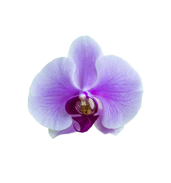 Vacker rosa orkidé blomma — Stockfoto