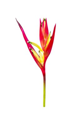 beyaz üzerine kırmızı tropikal çiçek heliconia