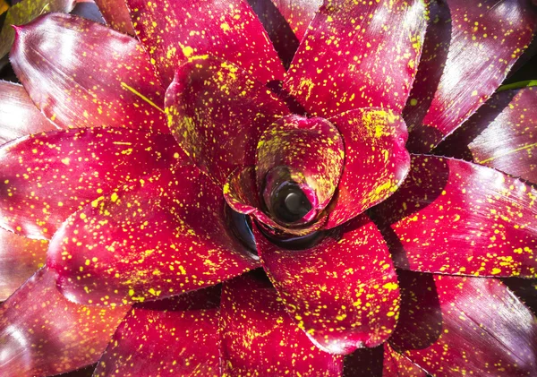 Червоний Neoregelia Spectabilis гібрид ананас завод — стокове фото