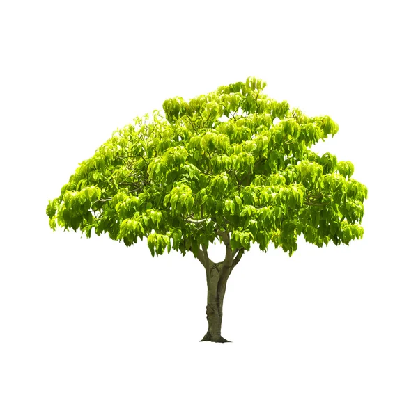 Träd isolerad på vit — Stockfoto