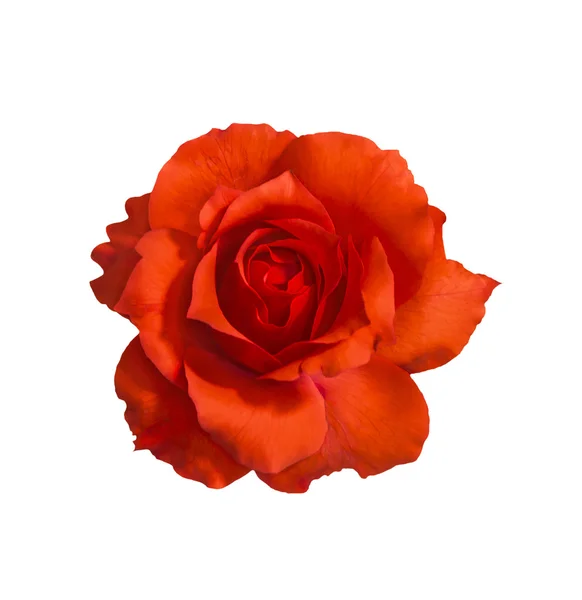 Oranje rose op wit — Stockfoto