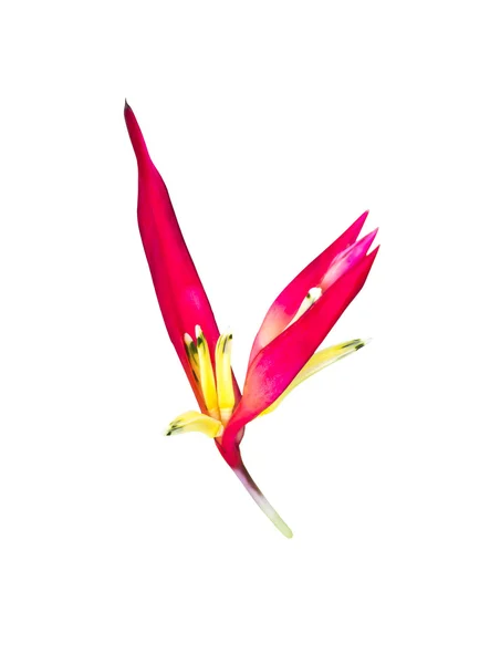 Fiore rosso Heliconia — Foto Stock