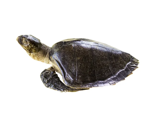 Leatherback mořská želva na bílém pozadí Stock Obrázky