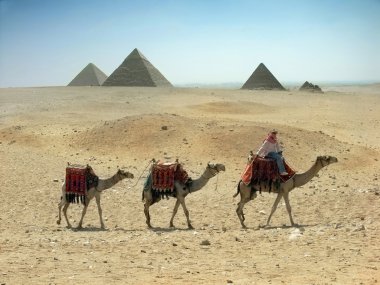 Three camel caravan going through the sand desert near pyramid