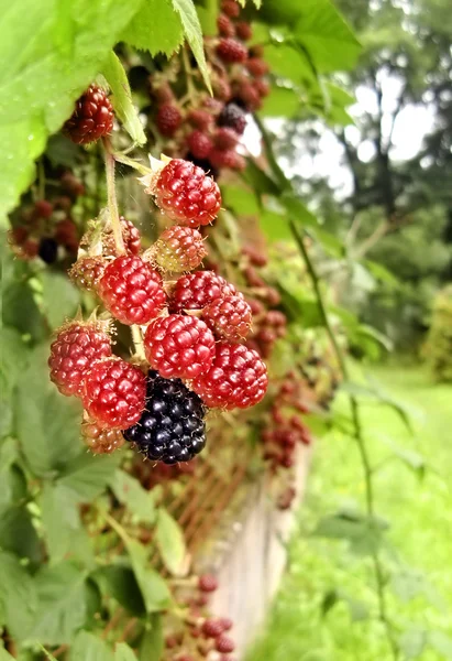 Ripe and unripe blackberries in gardens — Zdjęcie stockowe