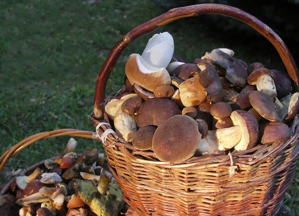 Two baskets collected edible mushrooms — Stock Photo, Image