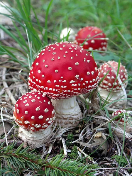 Fly agaric mushrooms — Stock Photo, Image