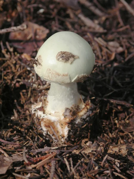 Death angel - sharply poisonous fungus — Stock Photo, Image