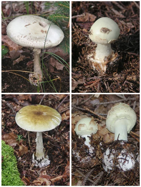 Death angel - sharply poisonous fungus — Stock Photo, Image