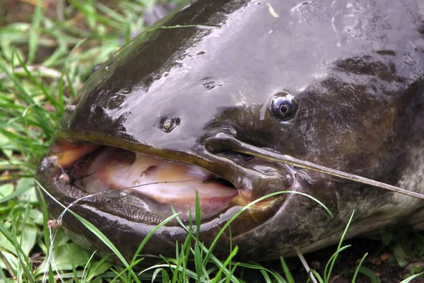 Bullhead marrom de água doce caçado na grama — Fotografia de Stock