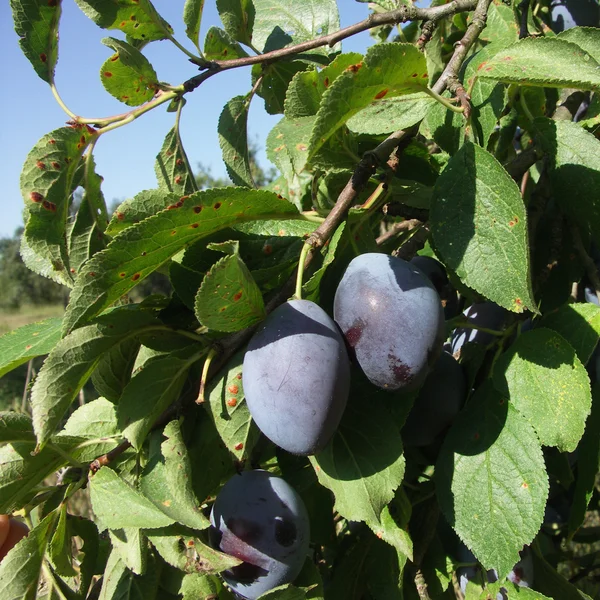 Blue plums on the tree — Stock Photo, Image