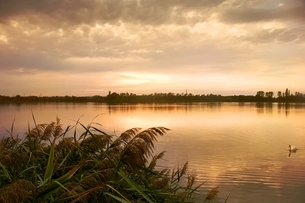 Sjön med swan och solnedgång — Stockfoto