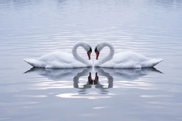 Coração de cisnes no lago da manhã calma — Fotografia de Stock