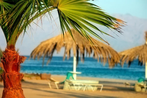 Beach palm ve kırmızılar denizde şemsiye — Stok fotoğraf