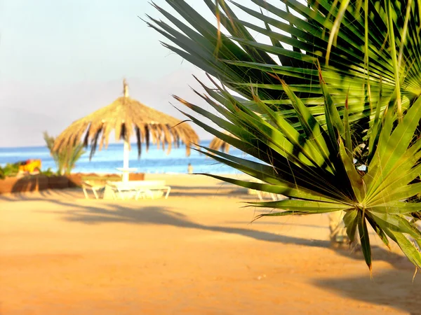 Detalle palmera y playa soleada con sombrilla —  Fotos de Stock