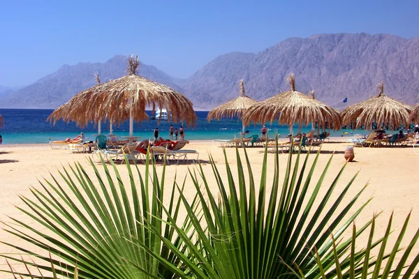 Beach with palm and umbrella at Reds sea — Stock Photo, Image