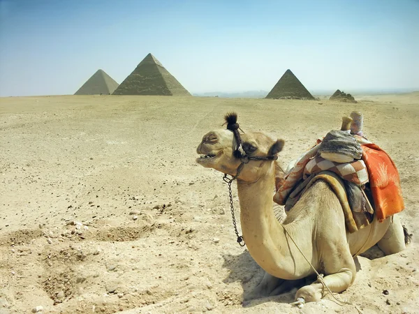 Symbol Egypt's - pyramid with camel — Stock Photo, Image