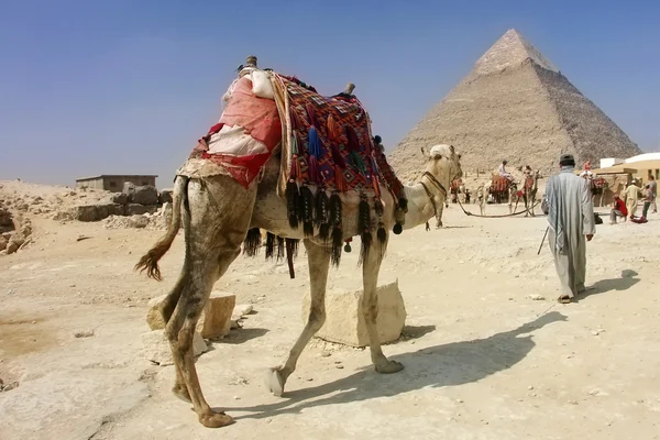 カフラーのピラミッドとギザのラクダ, — ストック写真