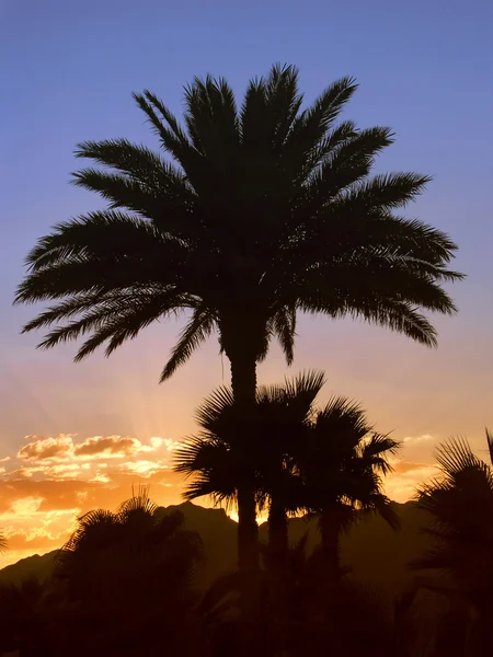 Puesta de sol con palma de contorno —  Fotos de Stock